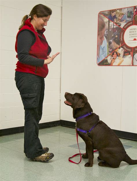 Teaching a puppy obedience. Things To Know About Teaching a puppy obedience. 